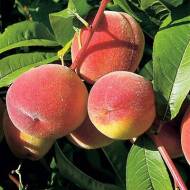 Саджанець Персик Ред Топ